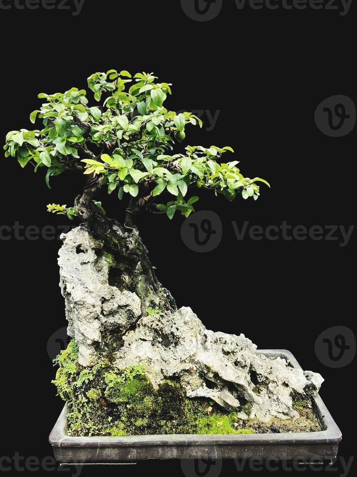 Bonsai albero nel un' decorativo pentola foto