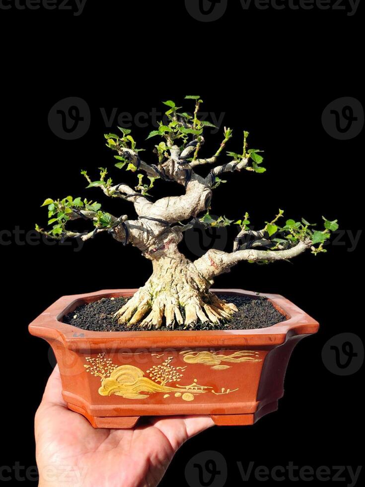 Bonsai albero nel un' decorativo pentola foto