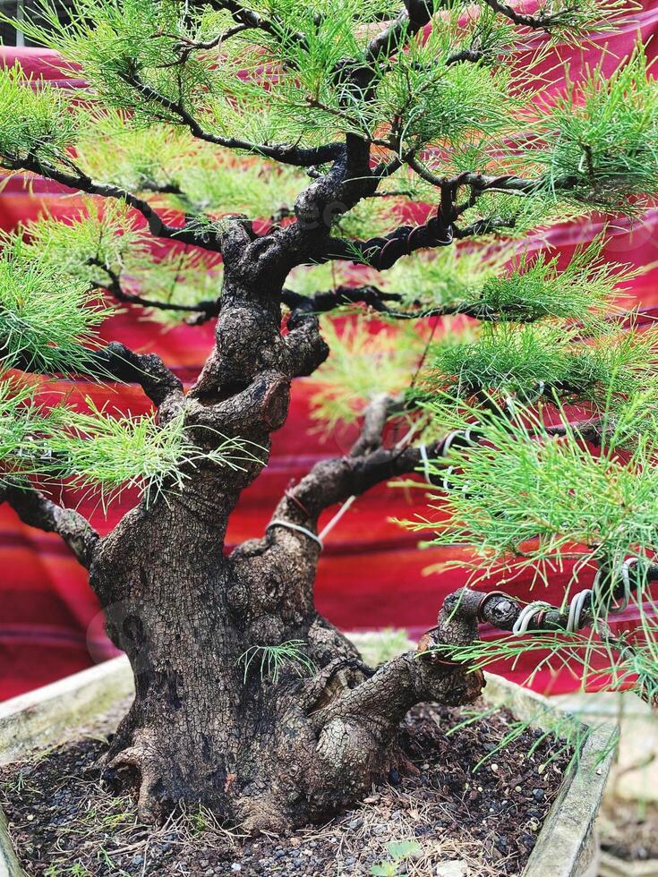 Bonsai albero nel un' decorativo pentola foto