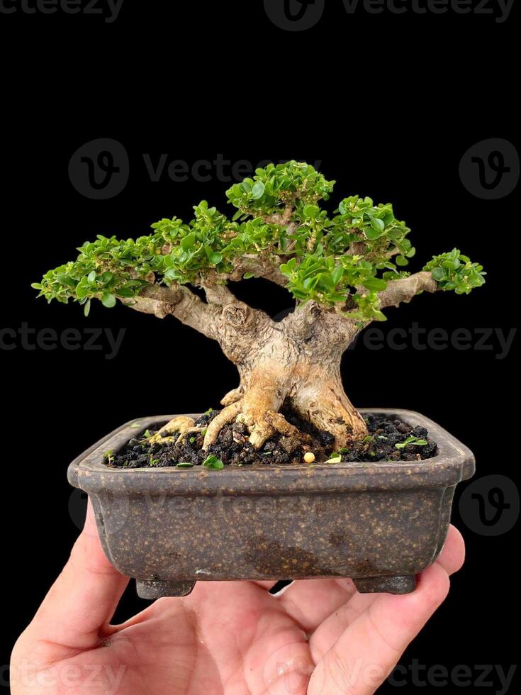 Bonsai albero nel un' decorativo pentola foto