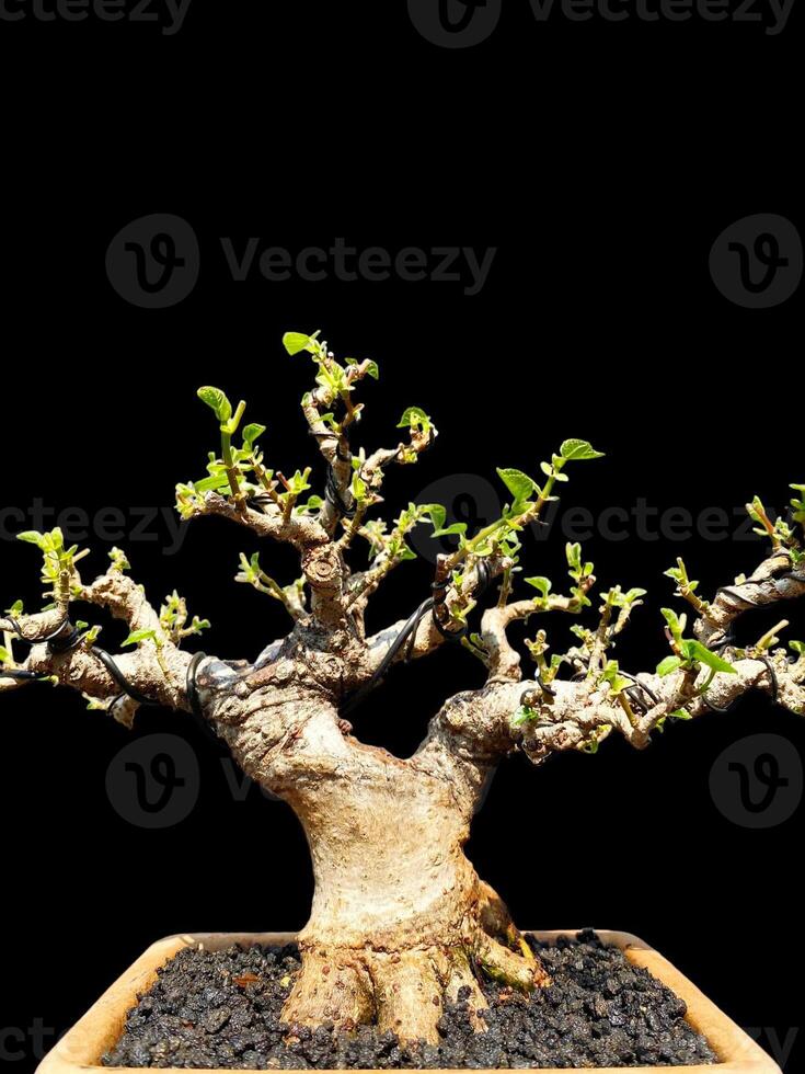 Bonsai albero nel un' decorativo pentola foto