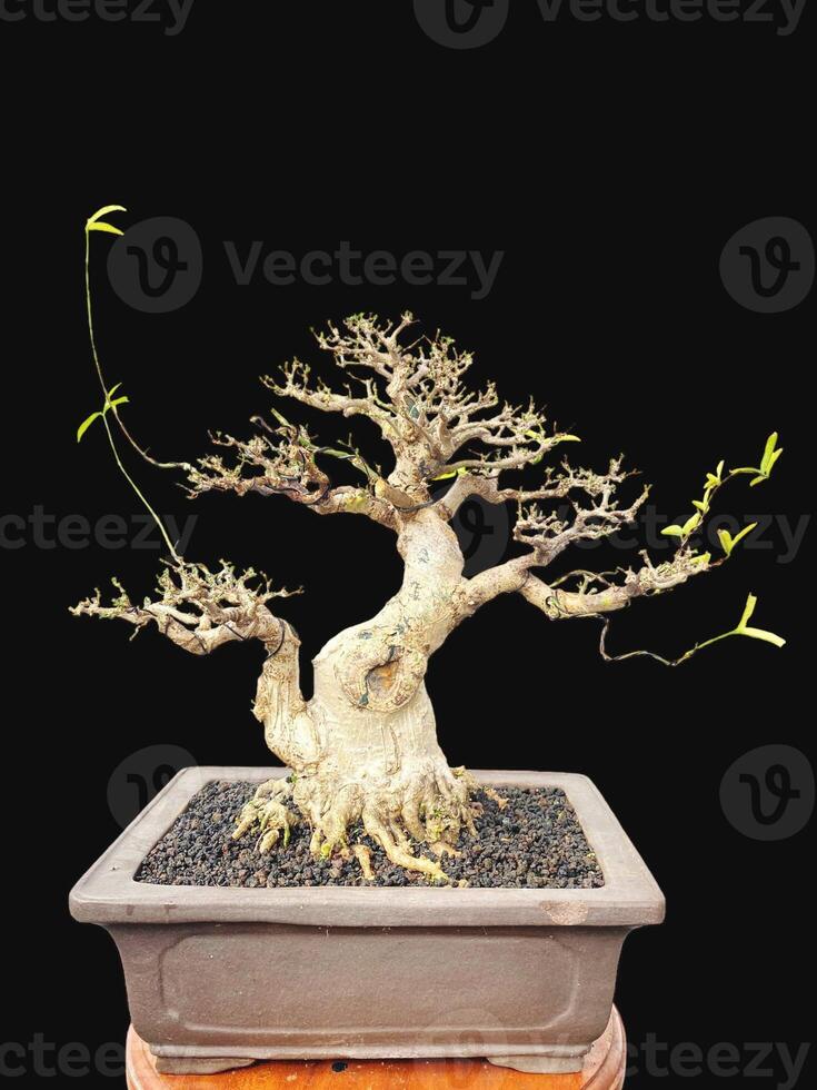 Bonsai albero nel un' decorativo pentola foto