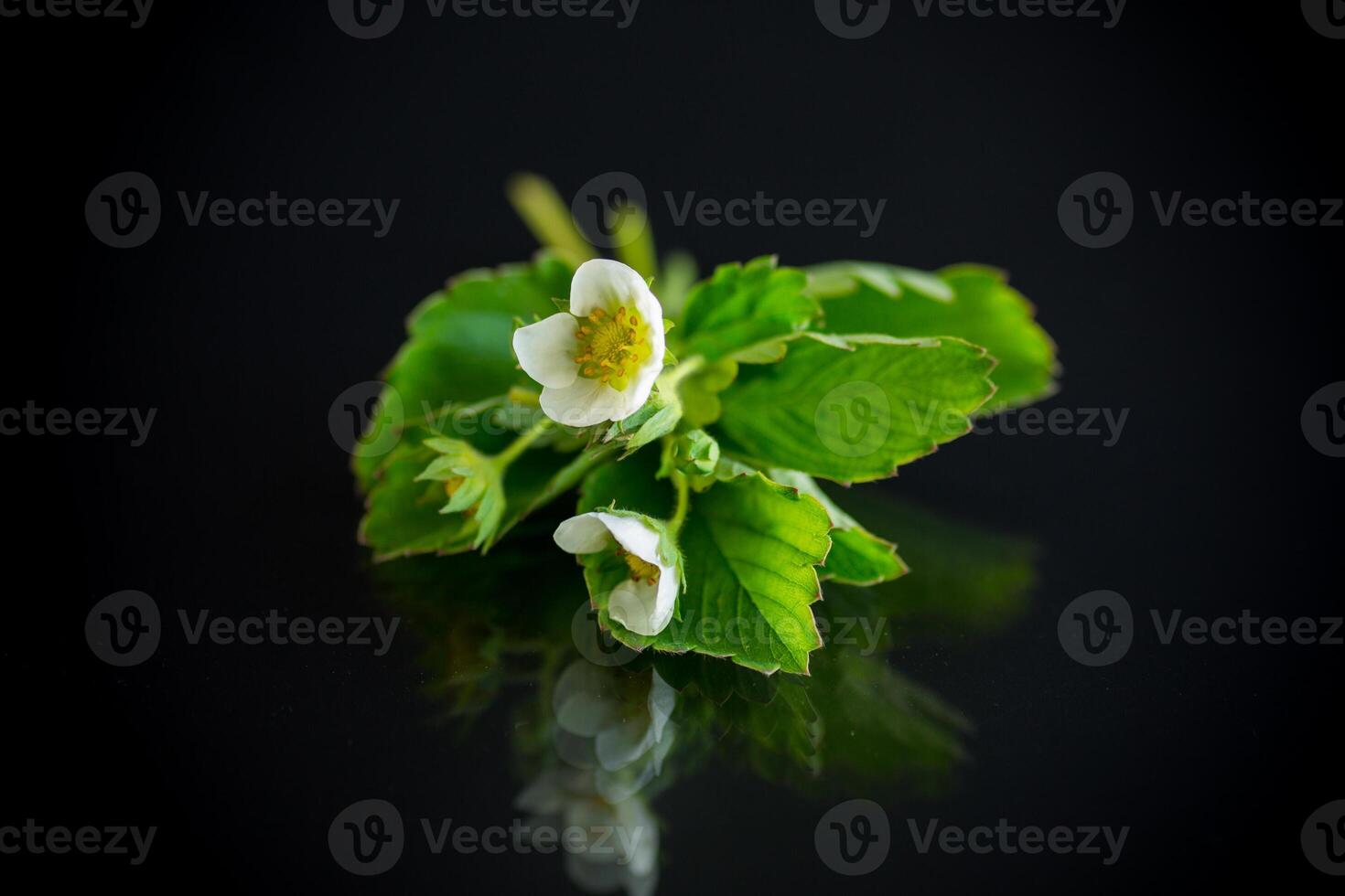 bianca piccolo fragola fiore con fogliame su nero sfondo foto