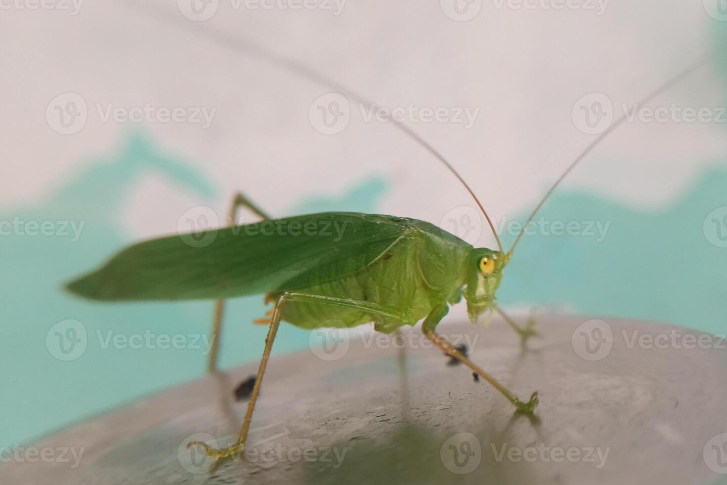 vicino Visualizza di verde cavalletta foto