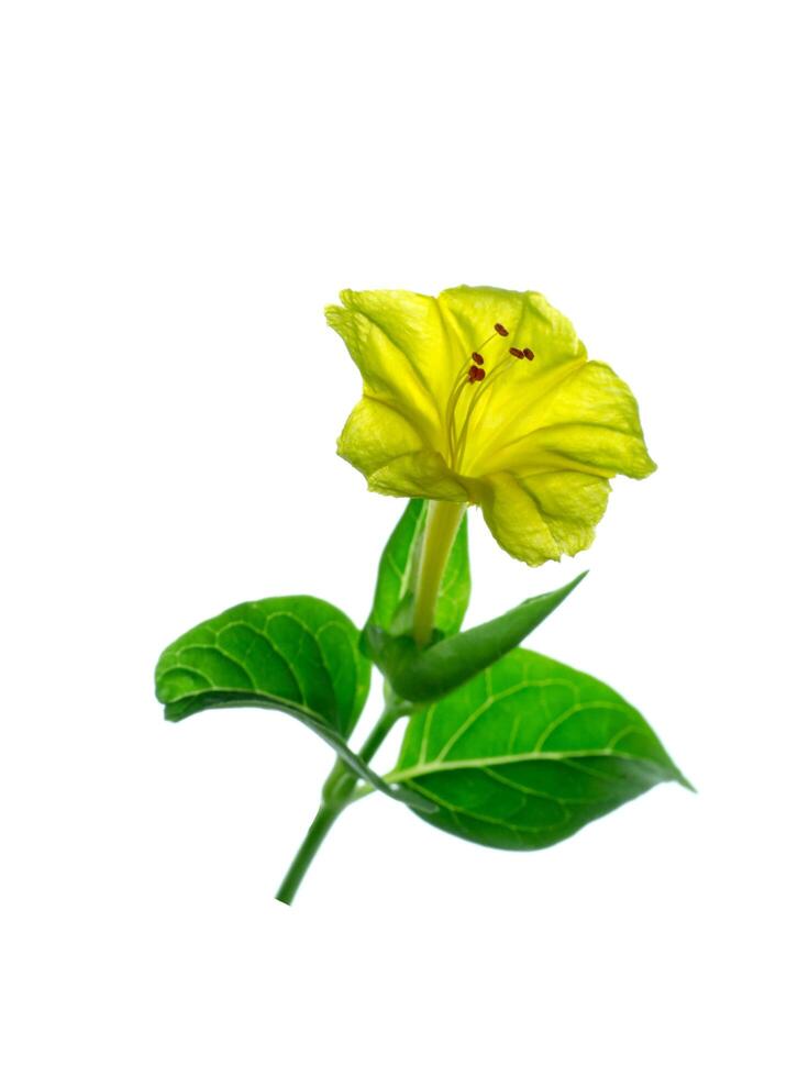 giallo fiore di mirabilis jalapa pianta foto