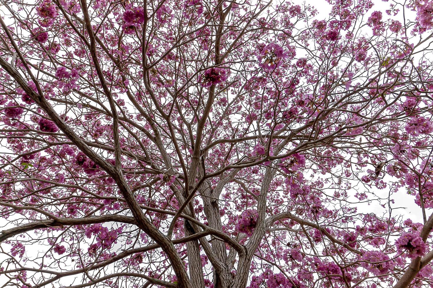 tromba rosa foto