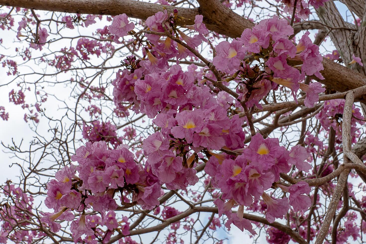 tromba rosa foto