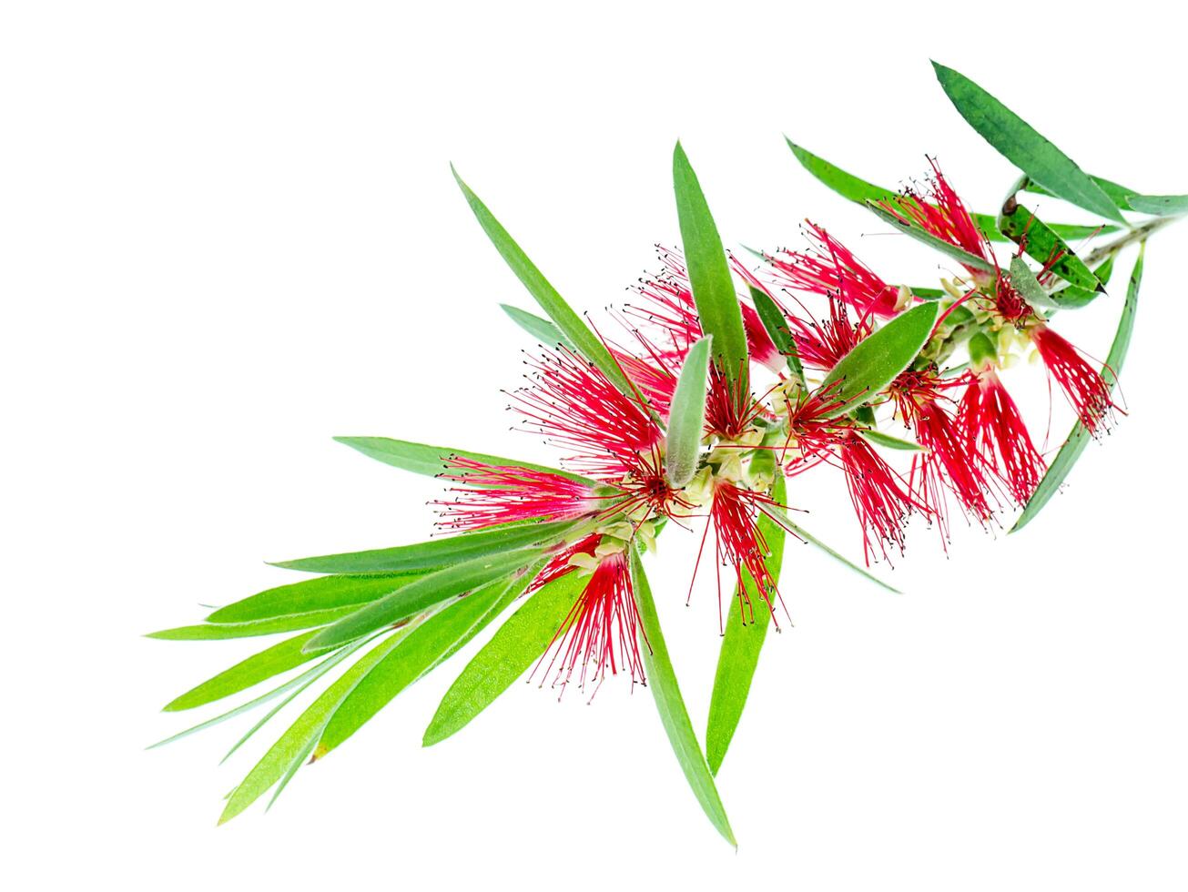 pianto bottiglia spazzola albero foto