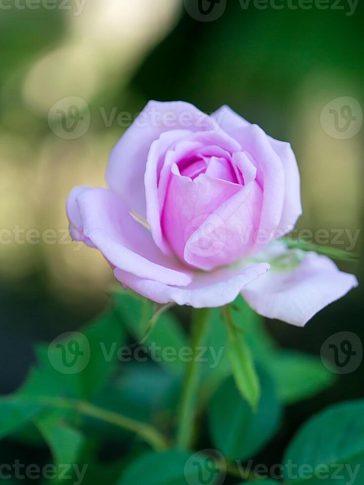 rosa rosa petali per rosa tè foto