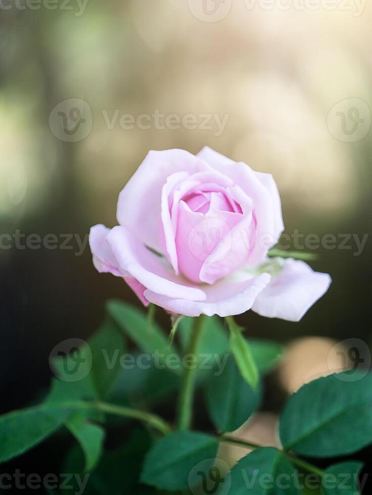 rosa rosa petali per rosa tè foto