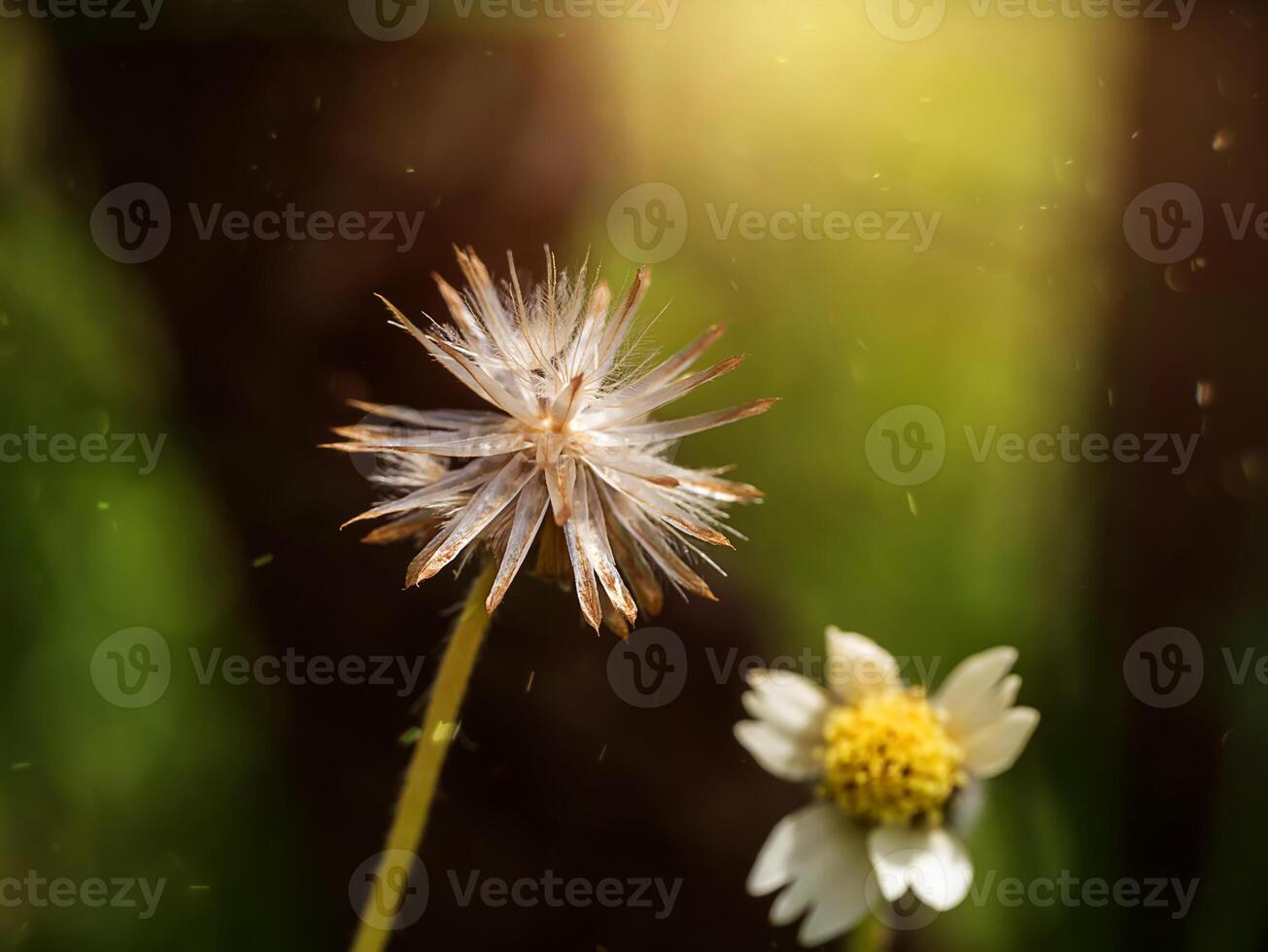 seme di fiore erba con luce del sole. foto
