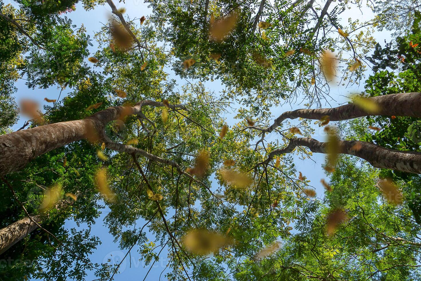 autunno nel il foresta foto