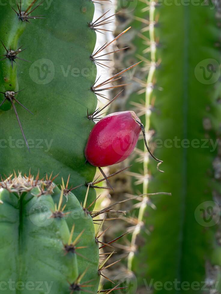 vicino su di cereus tetragono pianta. foto