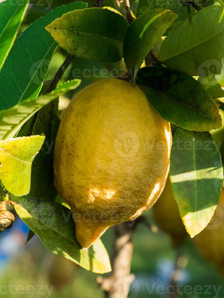 Limone su albero. foto