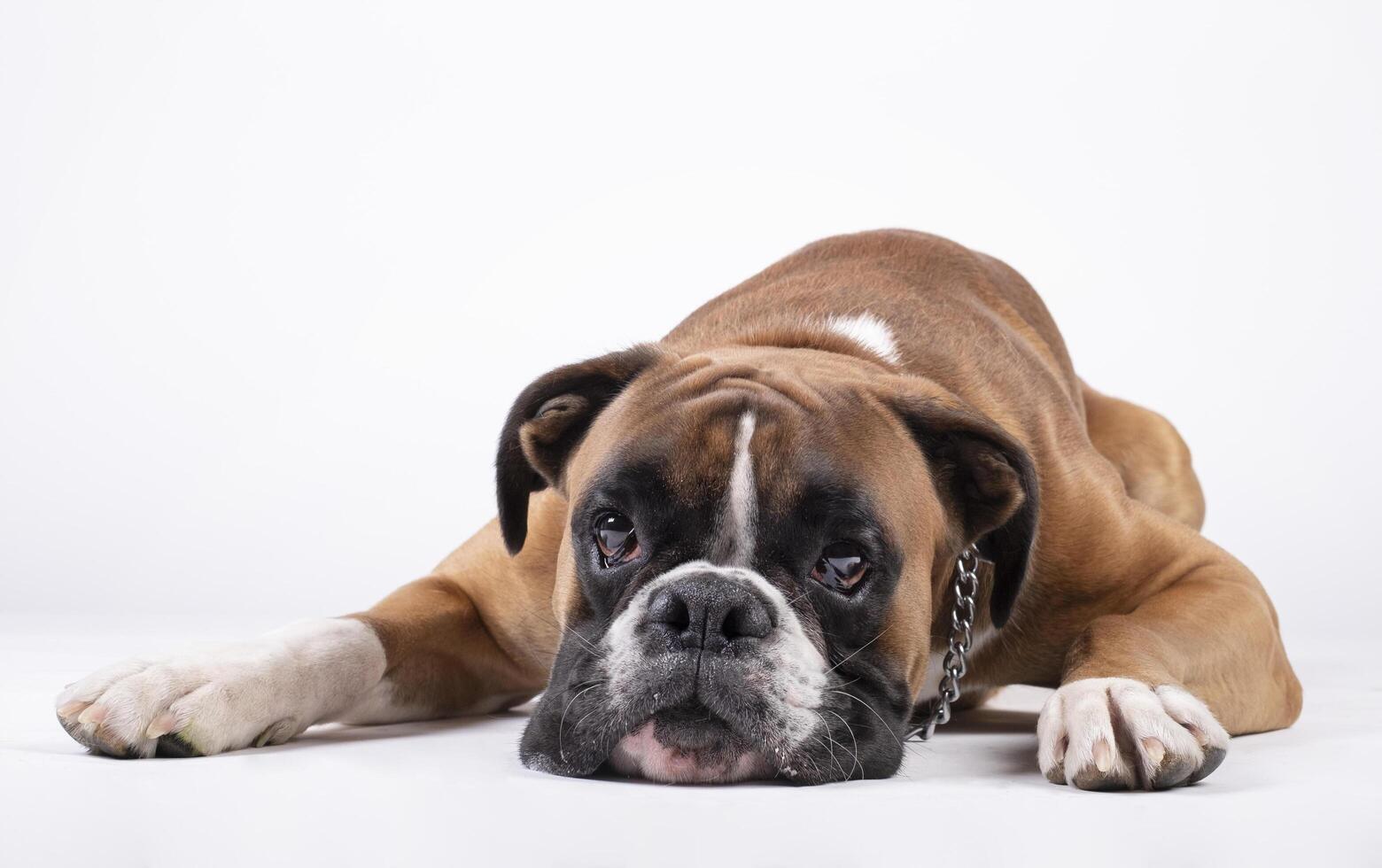 pugile cane dire bugie con il suo testa su il pavimento su un' bianca sfondo. foto