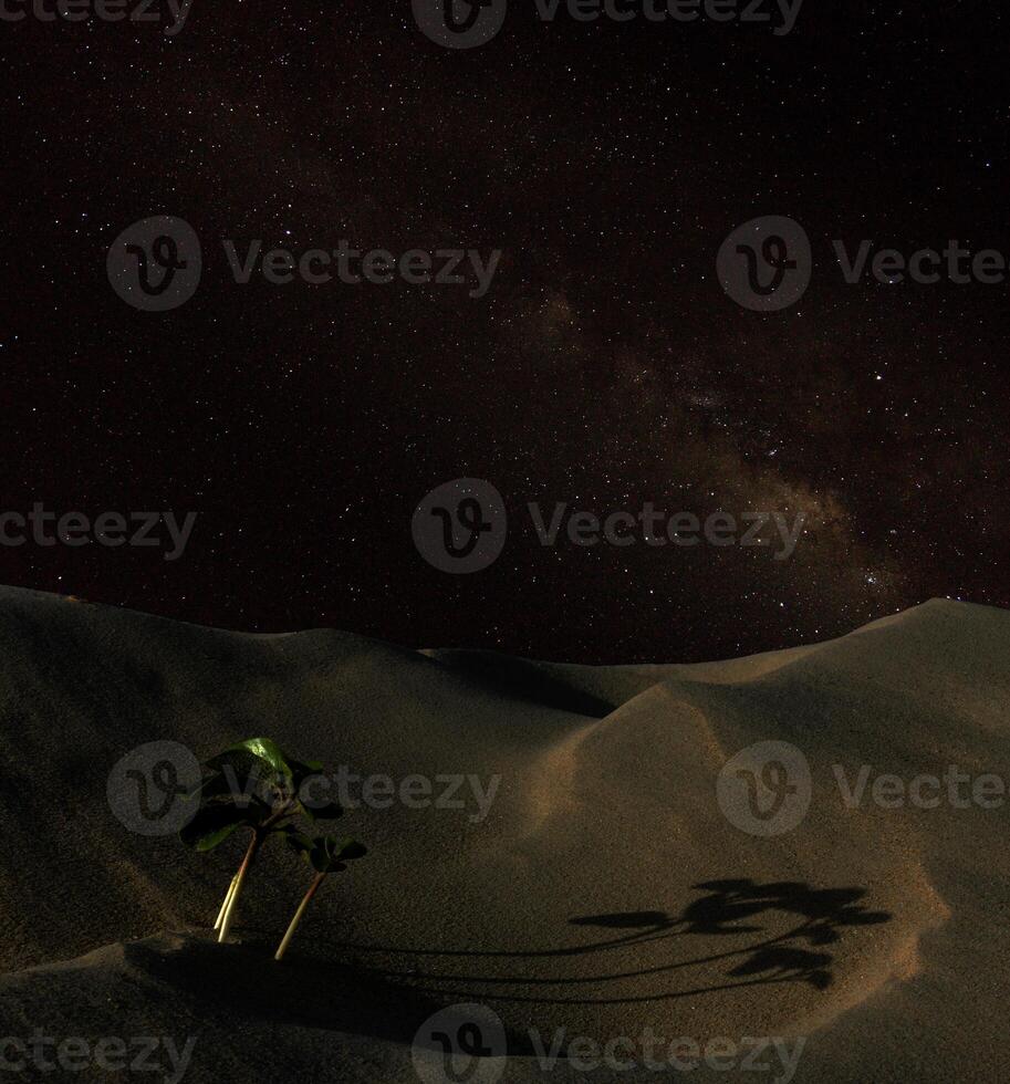 piccolo alberi siamo in crescita su il deserto. foto