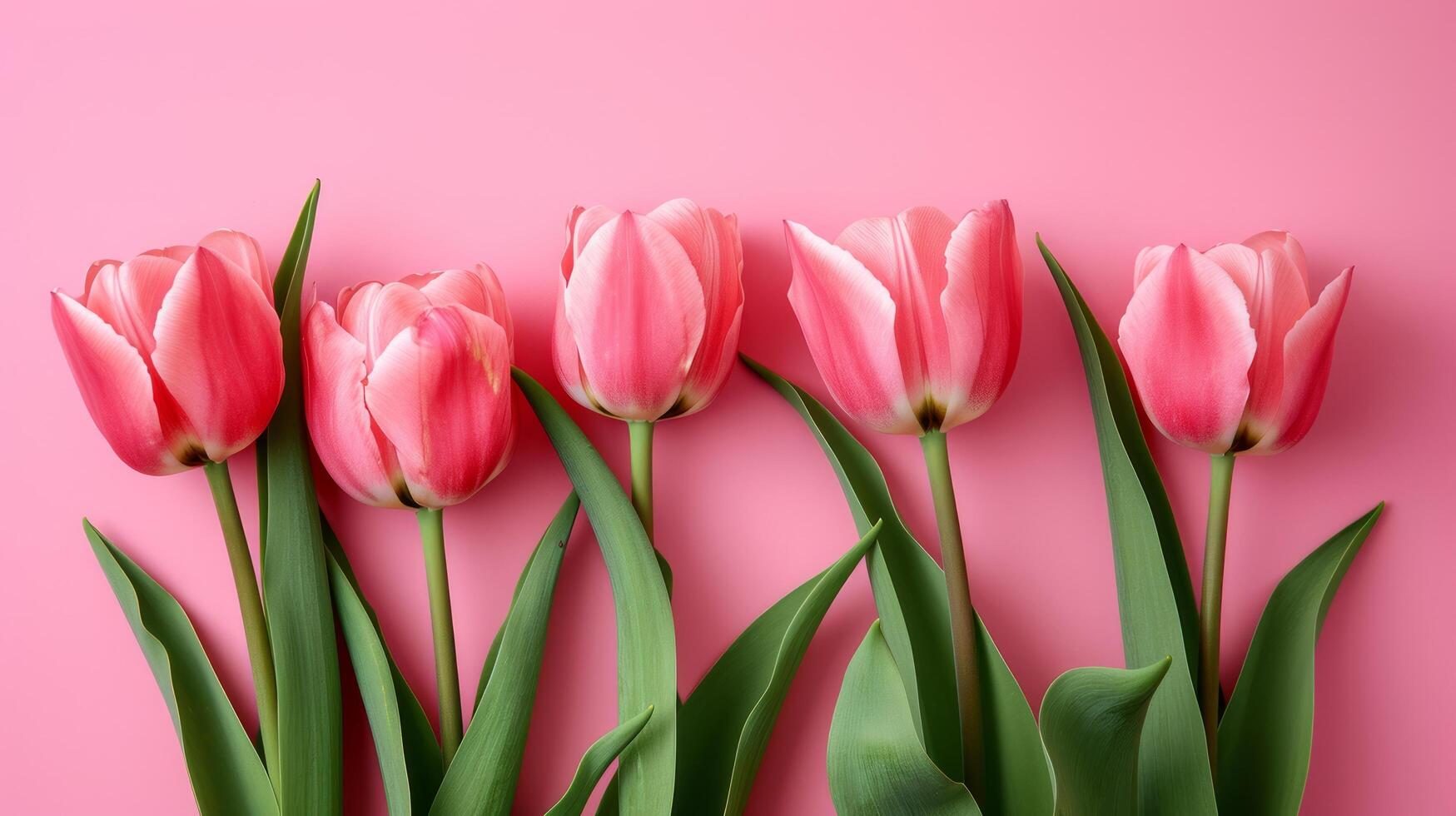ai generato bellissimo tulipano fiori isolato su rosa sfondo con copia spazio foto