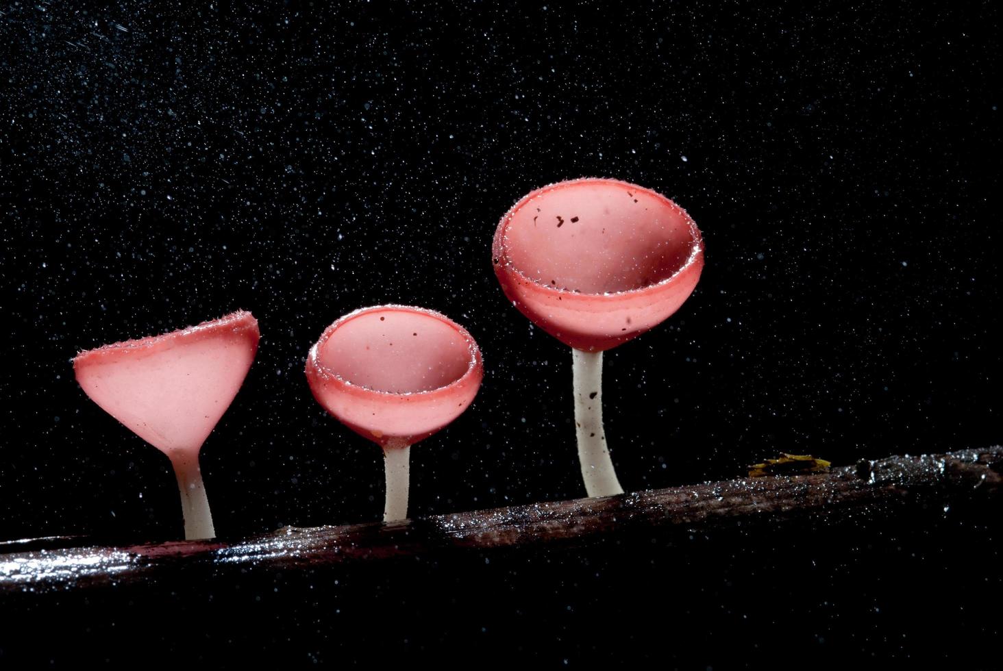 bellissimo fungo rosa champagne nella foresta pluviale foto
