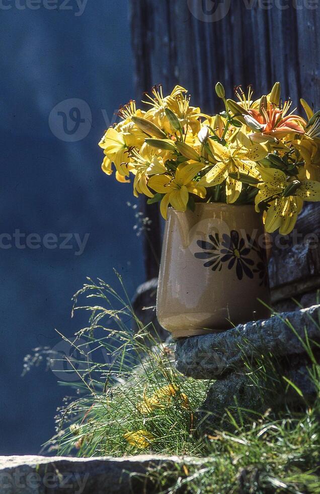 giallo fiori nel un' pentola su un' pietra ripiano foto