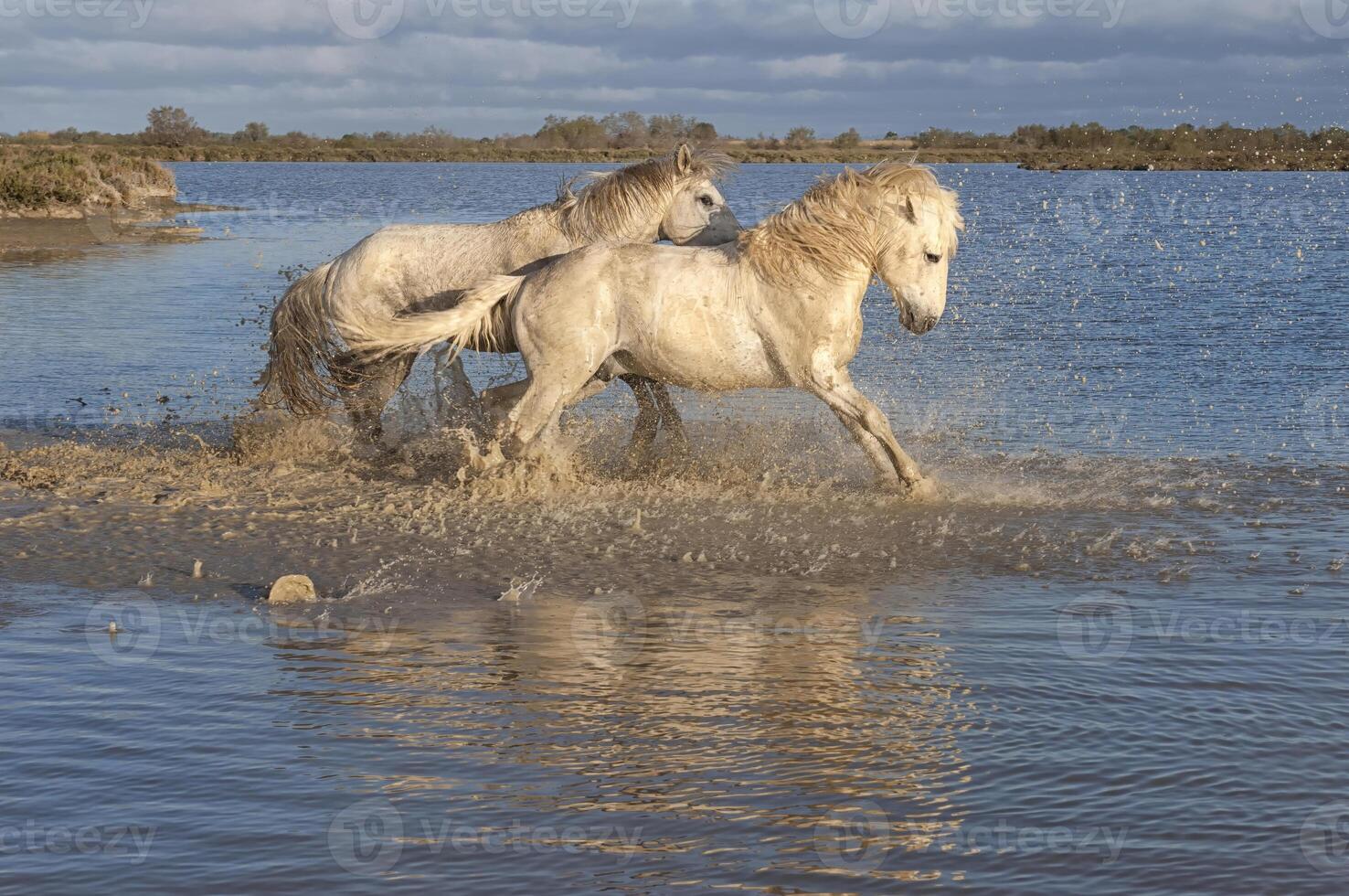 camargue cavalli stalloni combattente nel il acqua, bouches du Rodano, Francia foto