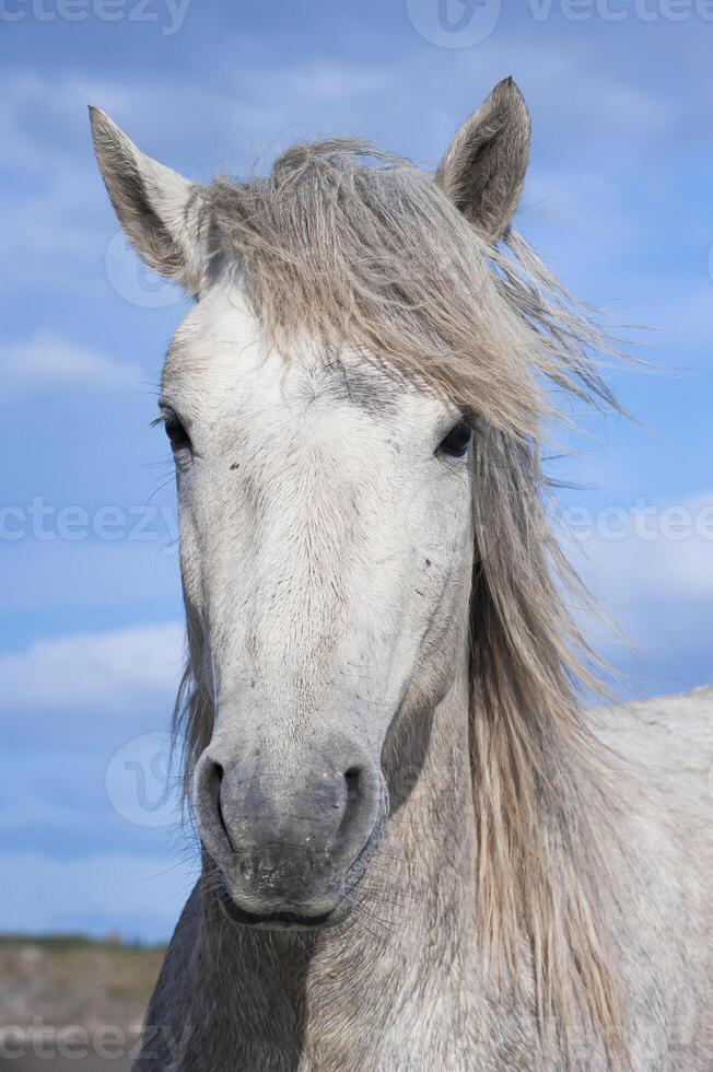 camargue cavallo stallone ritratto, bouches du Rodano, Francia foto