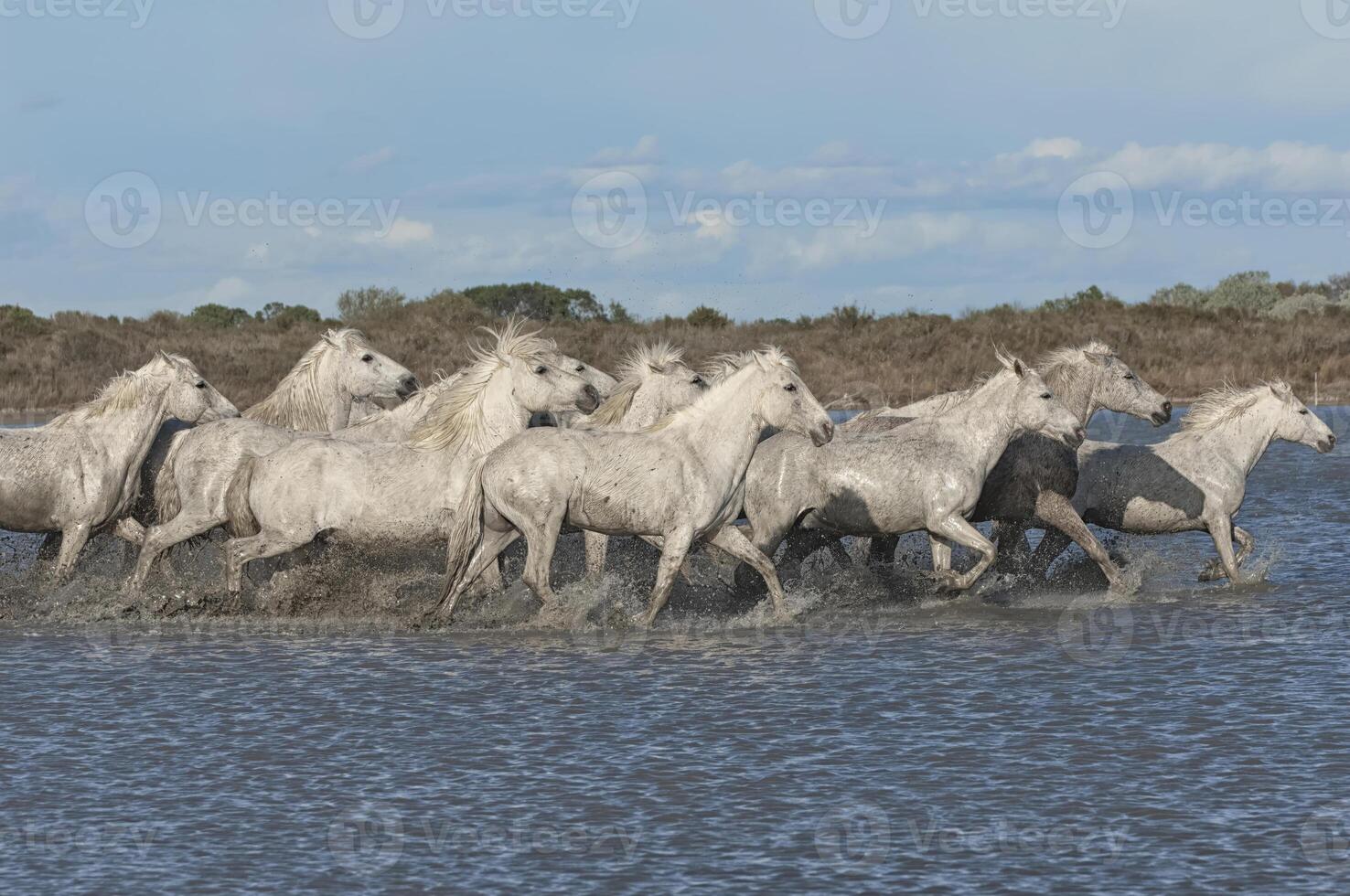 camargue cavalli in esecuzione nel il acqua, bouches du Rodano, Francia foto