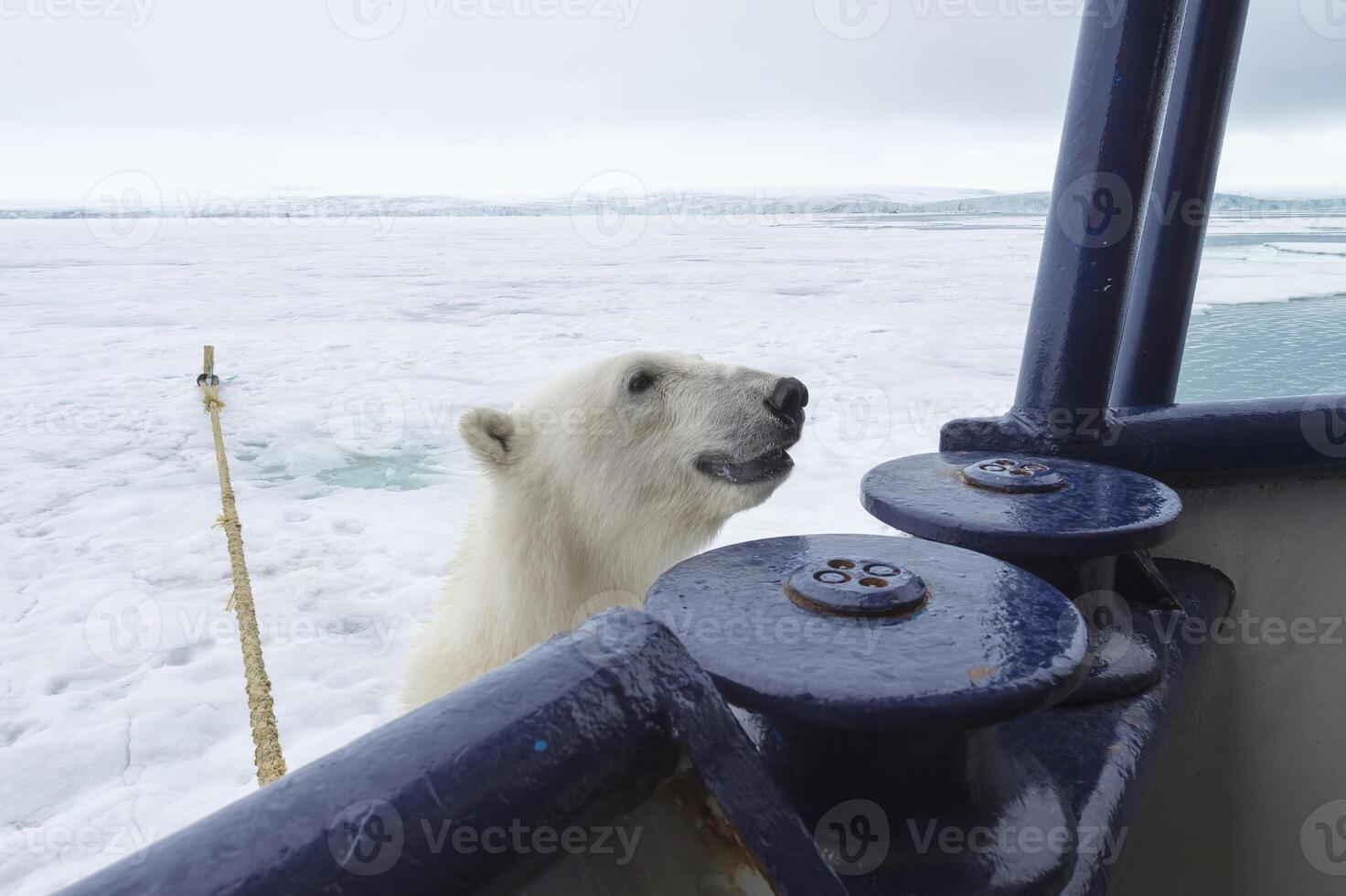 polare orso, ursus marittimo, provando per scalata un spedizione nave, svalbard arcipelago, Norvegia foto