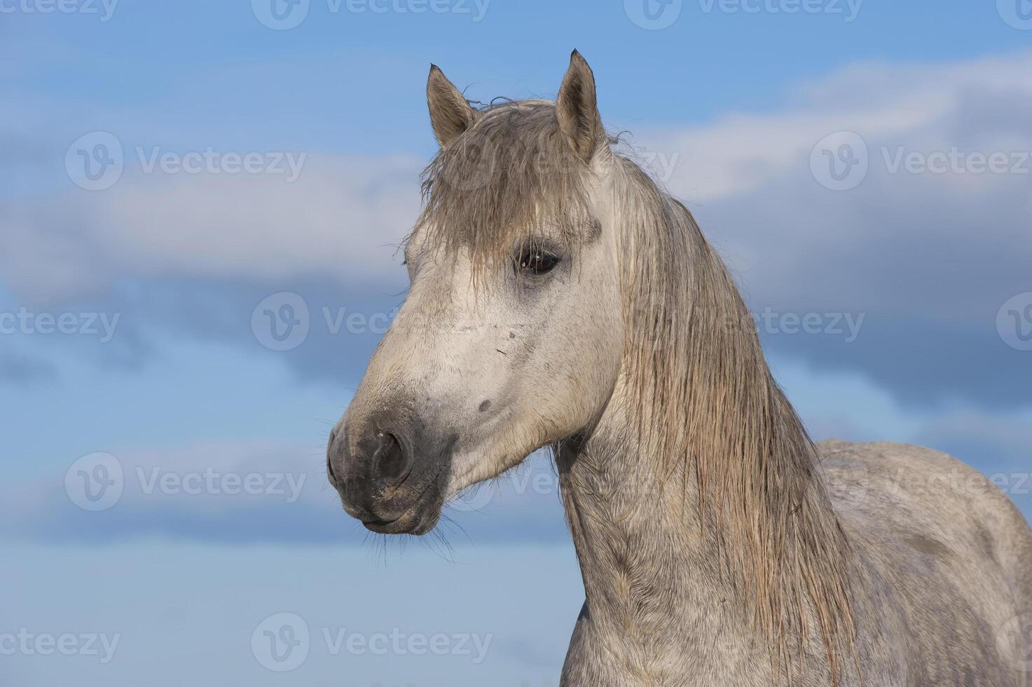 camargue cavallo stallone, bouches du Rodano, Francia foto