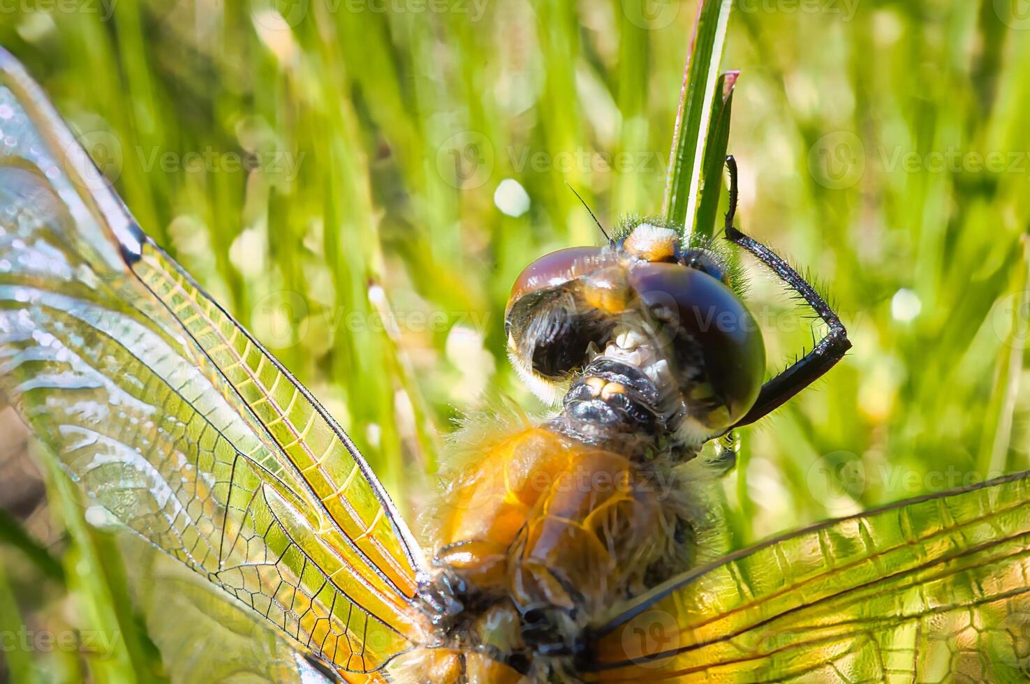 libellula nel il verde erba. macro tiro di un insetto nel natura. animale foto