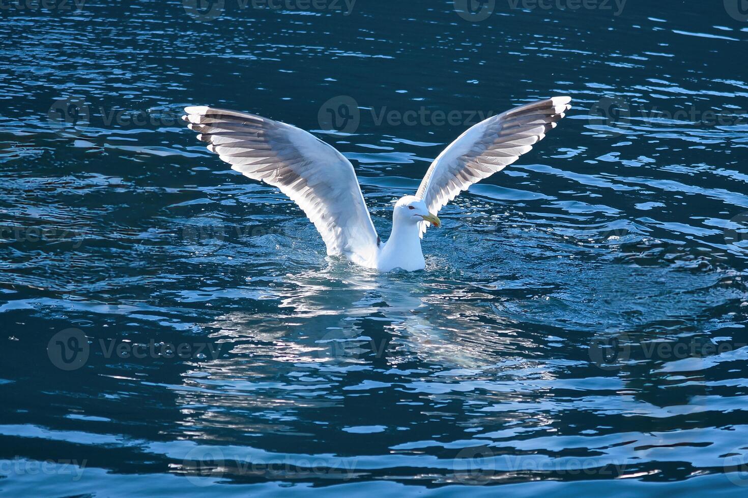 gabbiani nel il acqua nel un' fiordo nel Norvegia. luce del giorno luccica nel il mare. animale foto