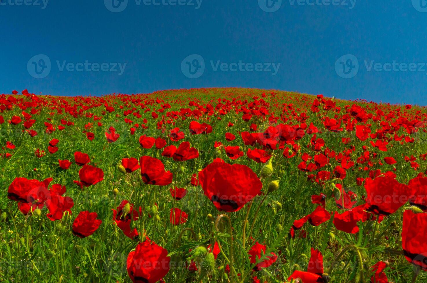 un' campo inondato con luminosa rosso papaveri sotto un' in profondità blu cielo, il fiori ricco colore si apre contro verde fogliame, la creazione di un' Impressionante naturale tableau nel il Aperto paesaggio. foto