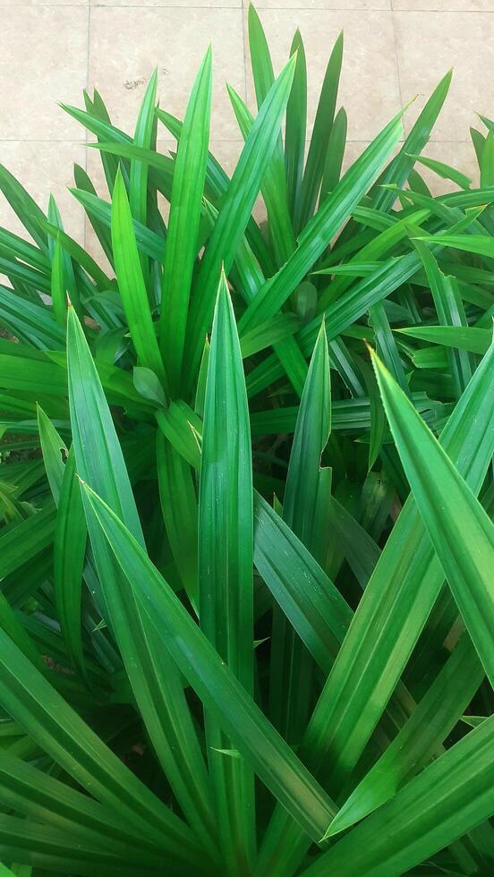 sfondo ritratto di fragrante pandan impianti nel il cortile di il Casa foto