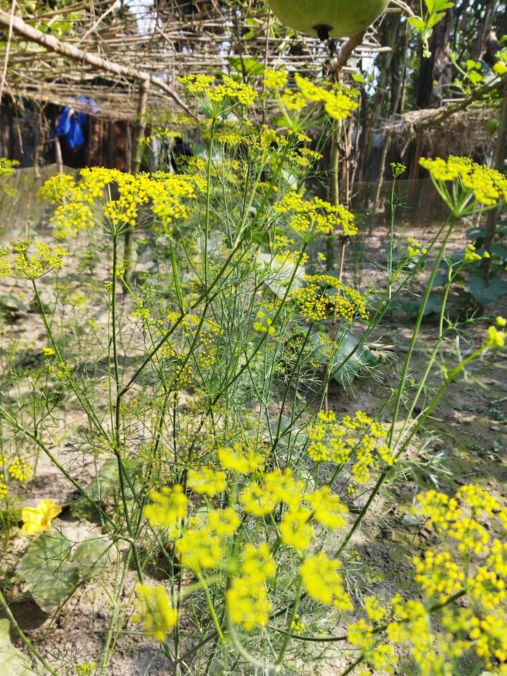 un' pianta con giallo fiori nel il sporco foto