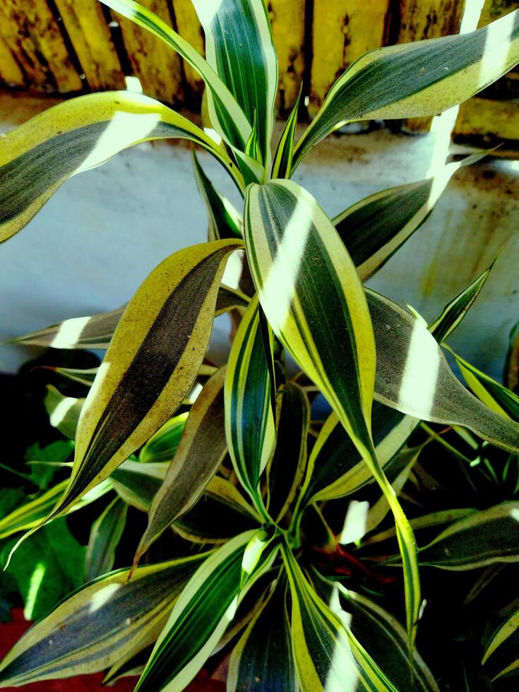 un' pianta con giallo e verde le foglie foto