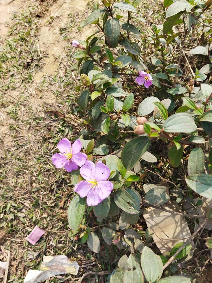 viola fiori in crescita su il terra vicino un' sporco strada foto