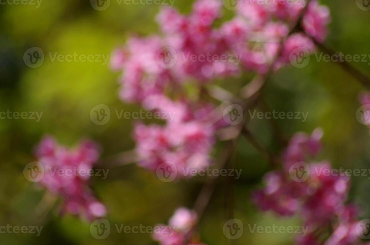 sfocato Immagine di rosa fiori su verde sfondo foto
