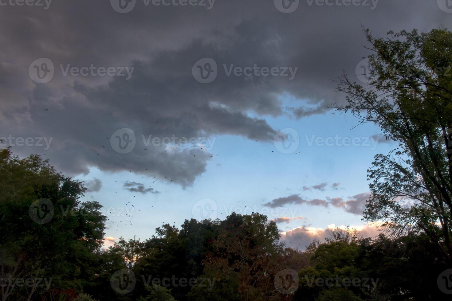 nuvoloso cielo, tremante alberi e uccelli fuggendo il Il prossimo tempesta foto