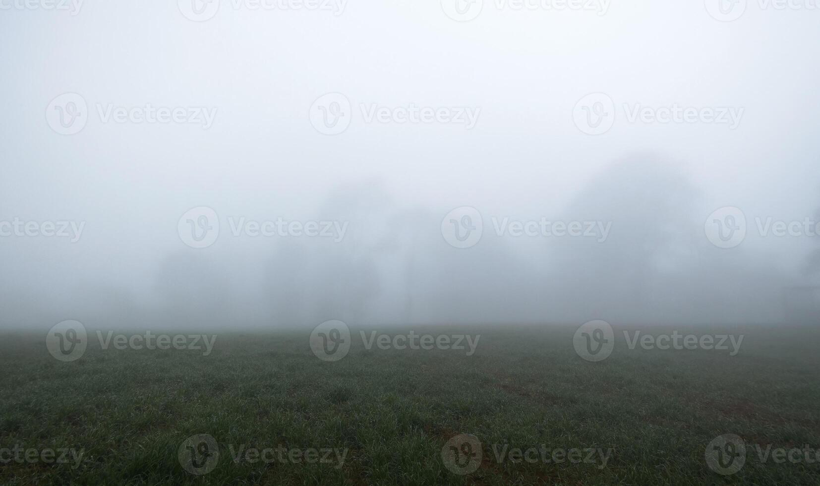 paesaggio di alberi con un' lotto di nebbia durante il mattina, con spazio per testo foto