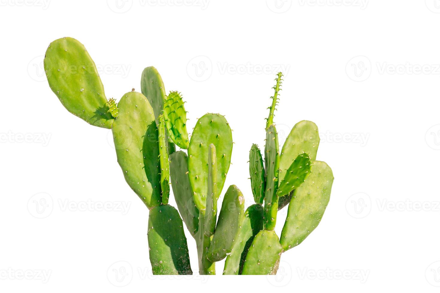 piccolo gruppo di cactus deserto pianta spinoso spine cespuglio isolato su bianca sfondo foto