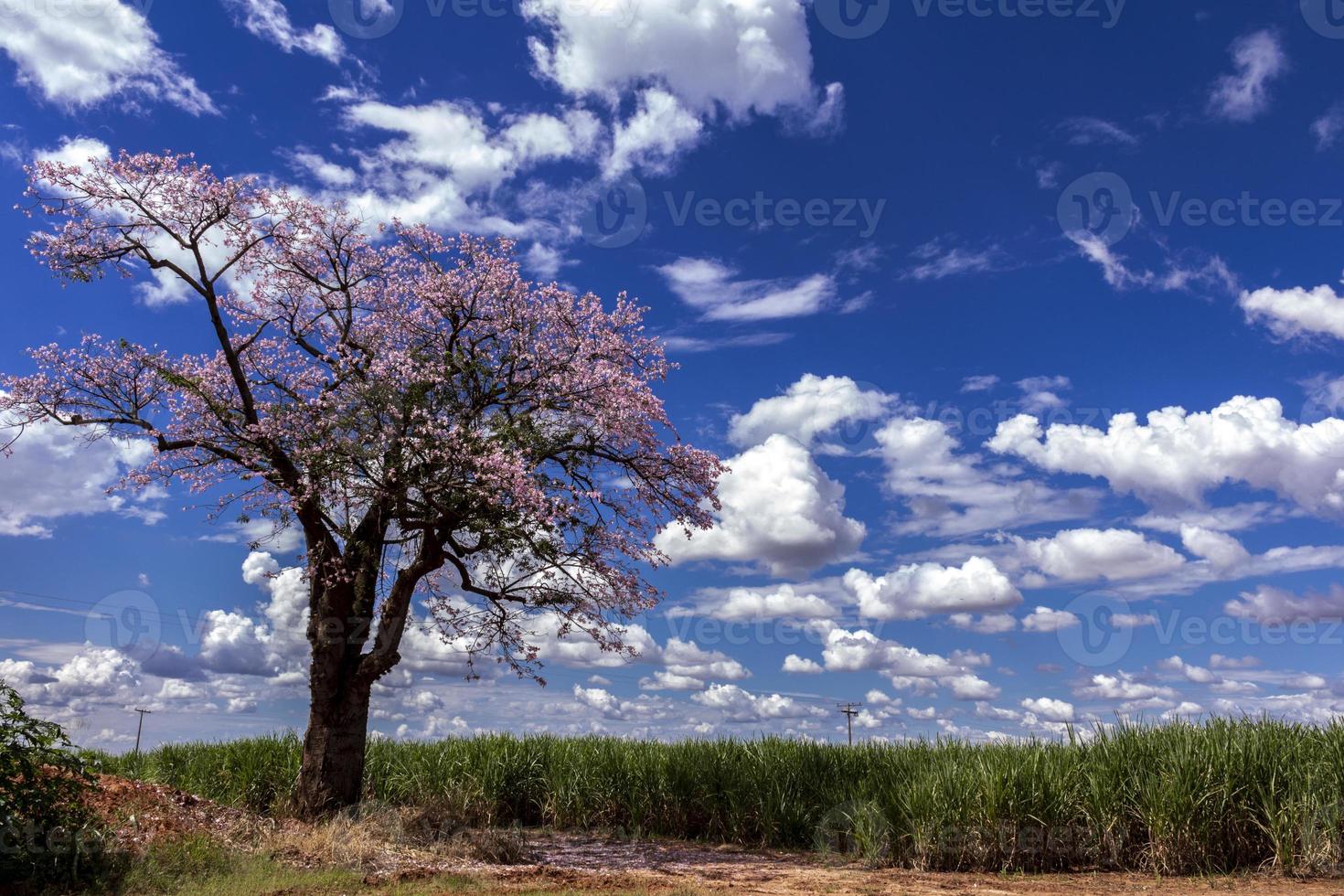 campo di canna da zucchero e albero di ipe rosa con nuvole cielo blu in brasile foto