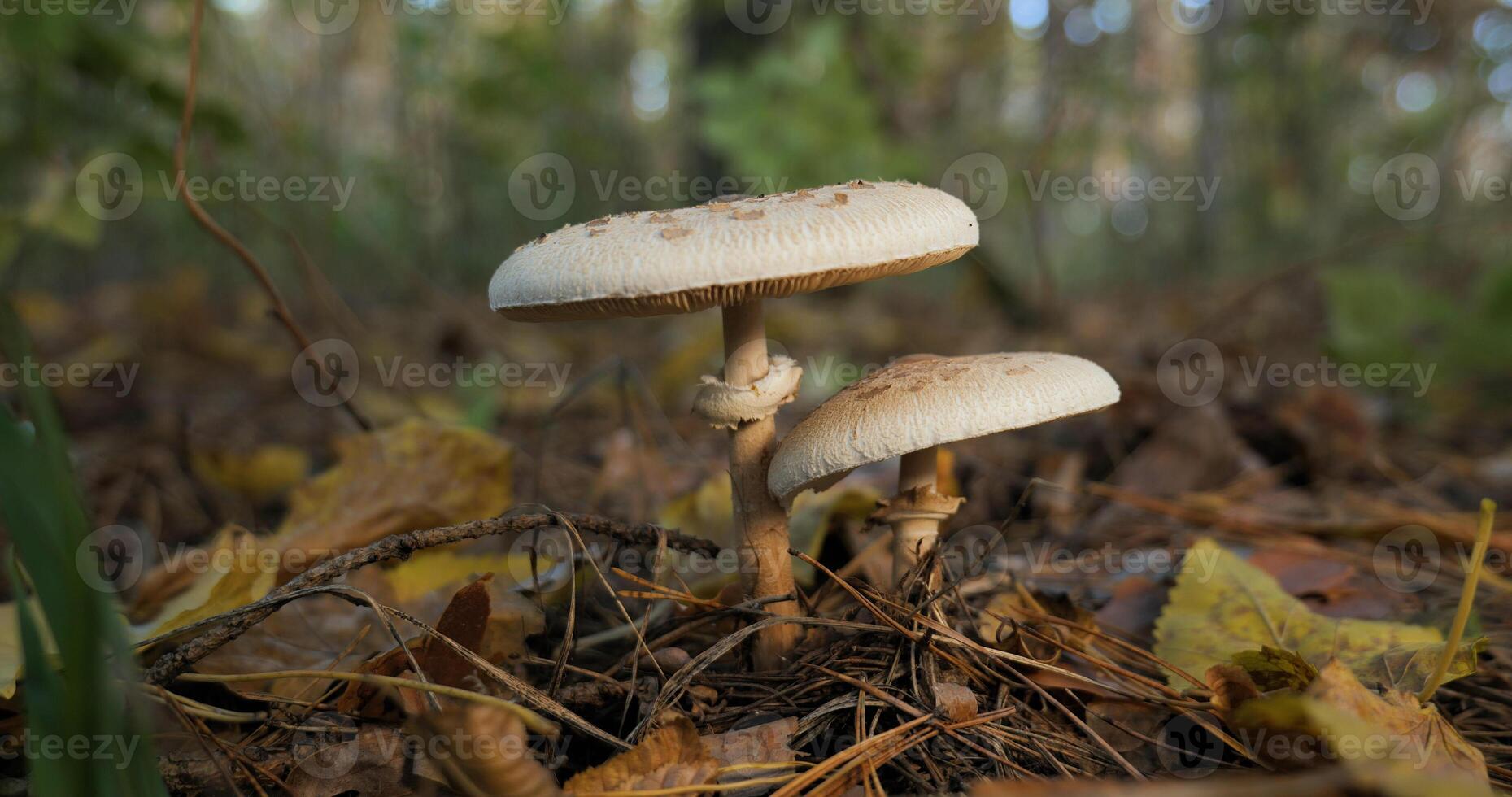 il parasole fungo nel il foresta nel autunno stagione. Macrolepiota Procera, avvicinamento foto