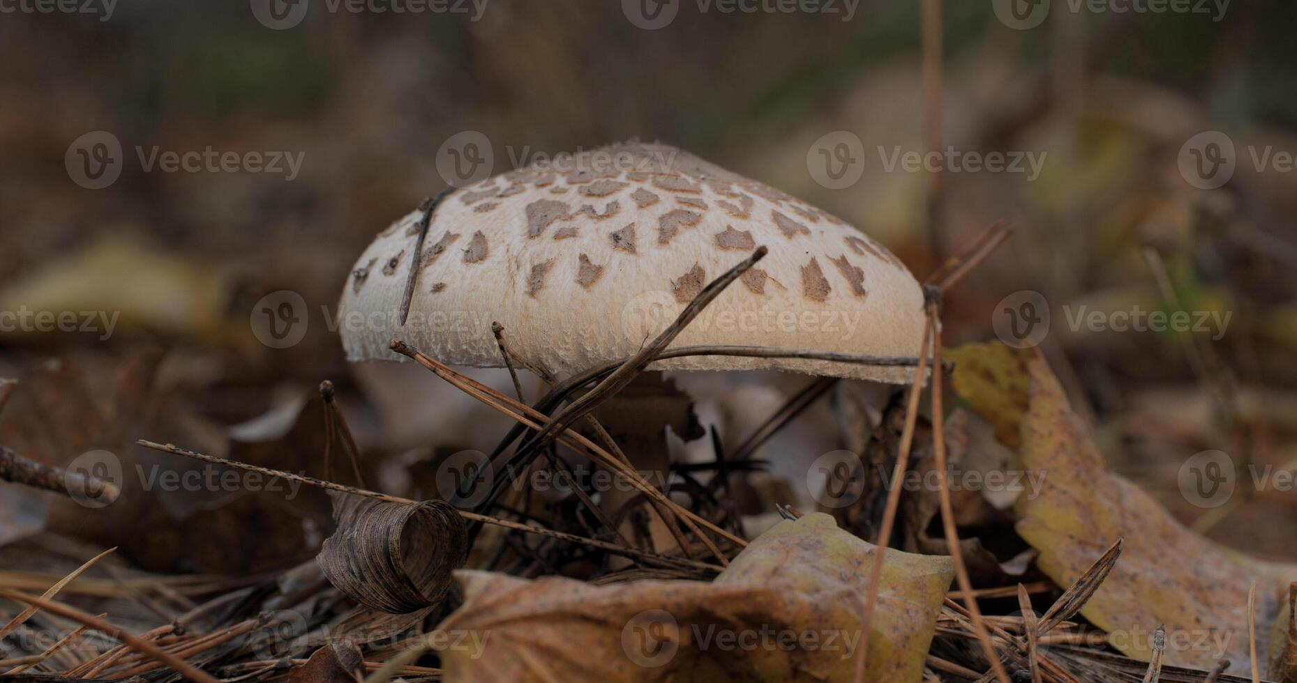 il parasole fungo nel il foresta nel autunno stagione. Macrolepiota Procera, avvicinamento foto