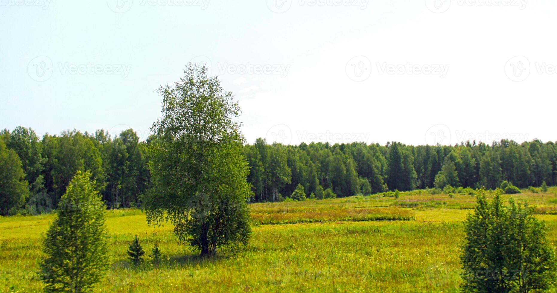 verde valle albero foto