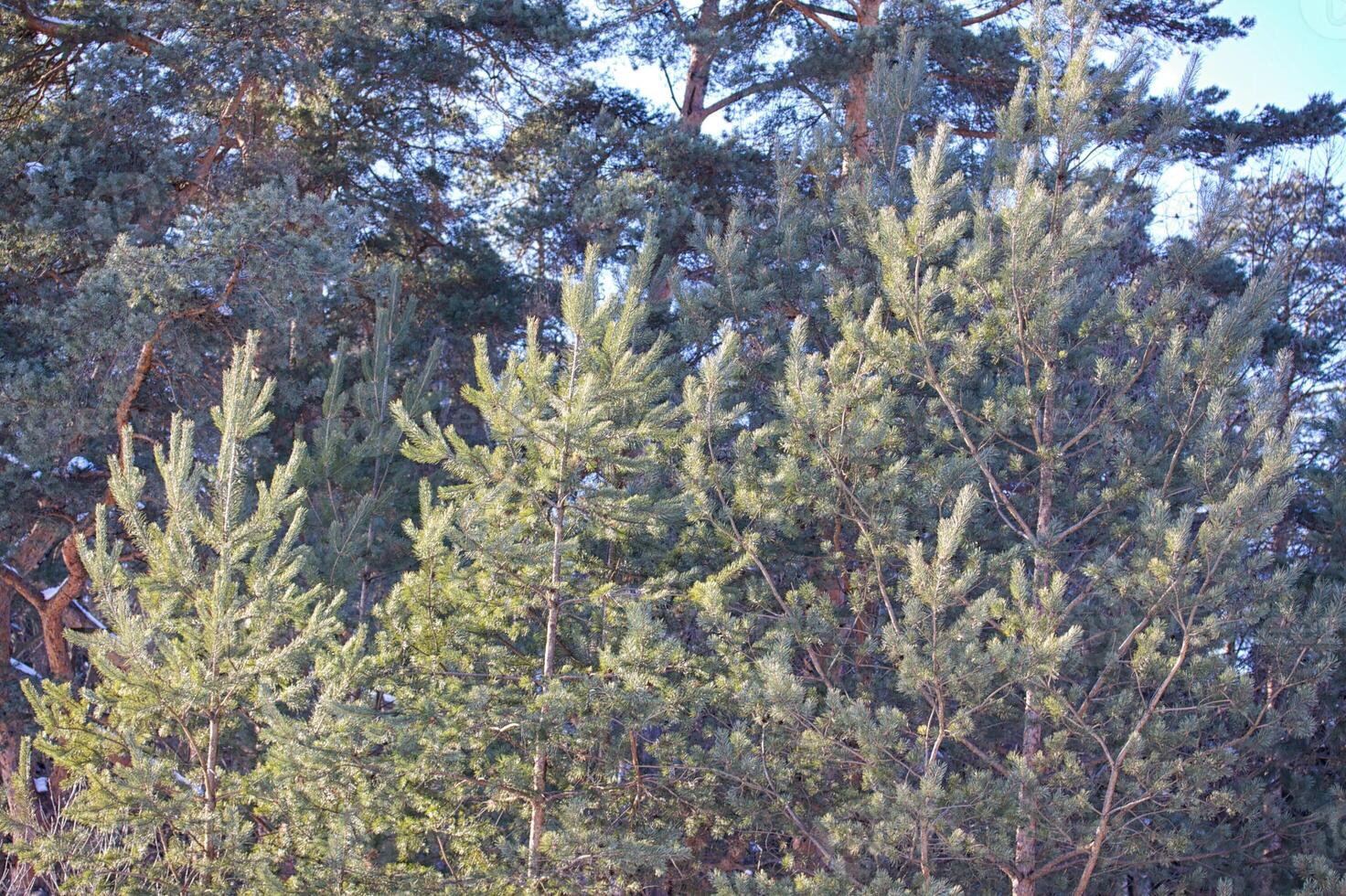 bellissimo paesaggio forestale invernale foto