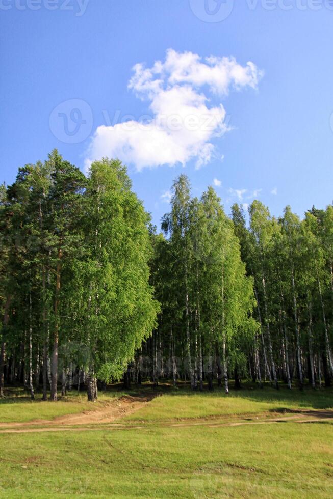 pino foresta nel ural foto