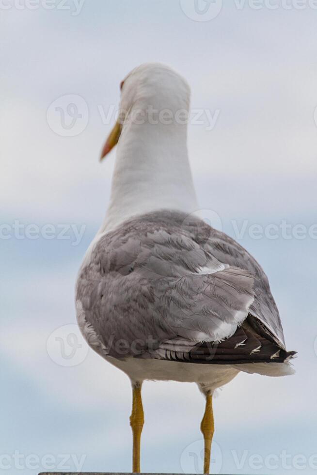 mare gabbiano uccello foto