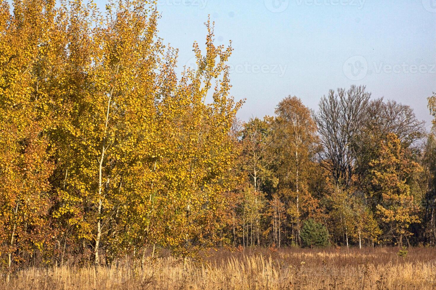 bellissimo paesaggio. campo e bordo di foresta foto