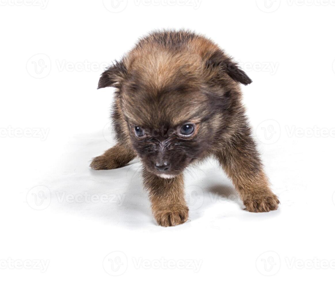 cucciolo di chihuahua davanti a uno sfondo bianco foto