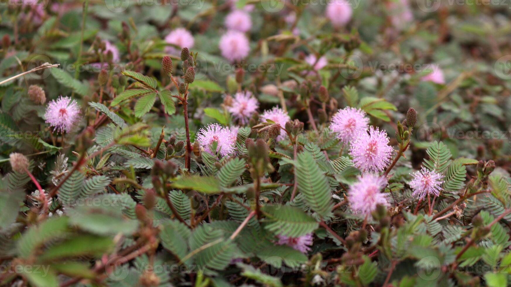 il timido Principessa fiore mimosa pudica cresce meravigliosamente foto