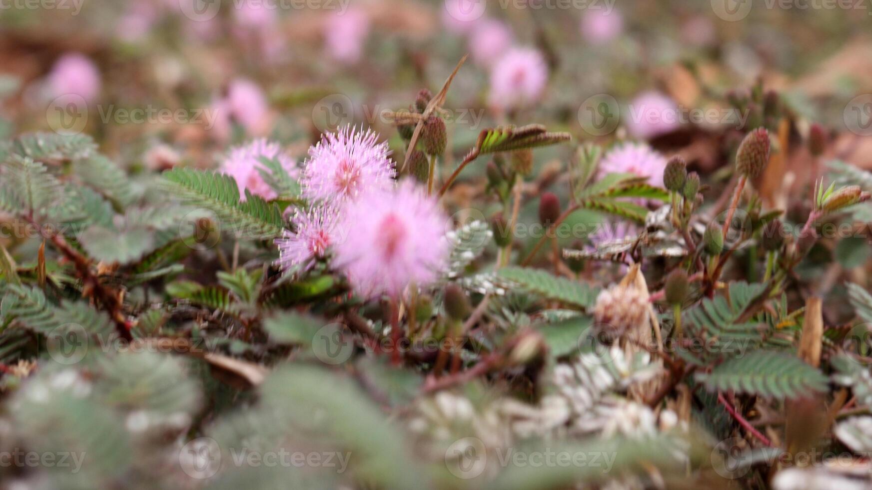 il timido Principessa fiore mimosa pudica cresce meravigliosamente foto